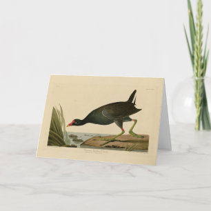 Common Gallinule from Audubon's Birds of America Card