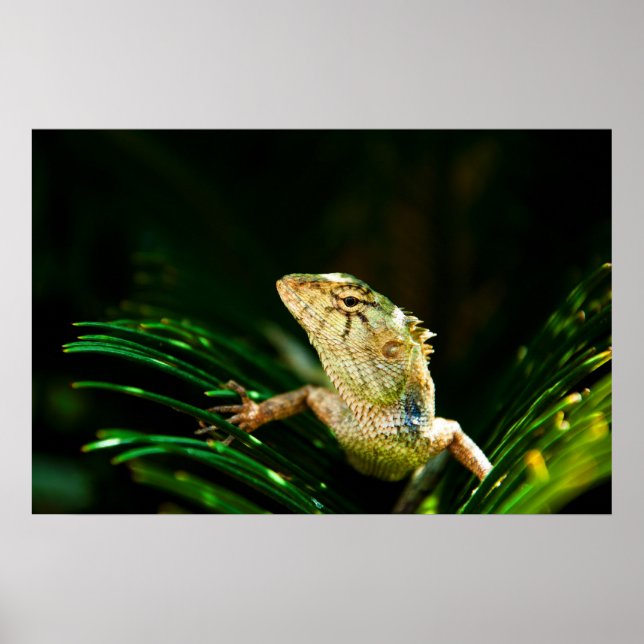 Common garden lizard poster (Front)