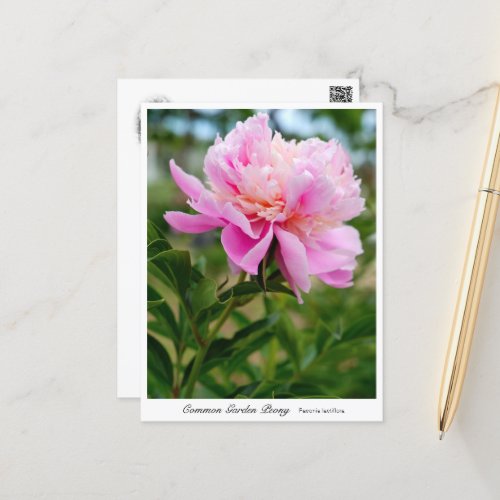 Common Garden Peony Postcard