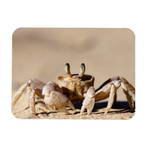 Common Ghost Crab Ocypode Cordimana Magnet