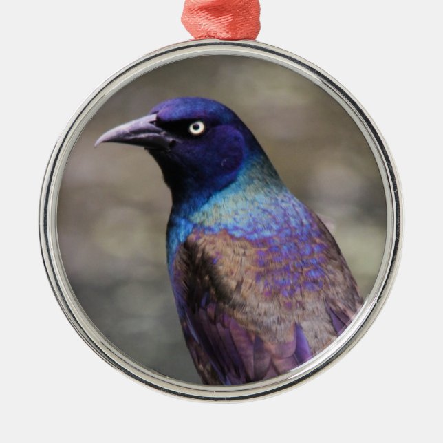 Common Grackle Metal Ornament (Front)