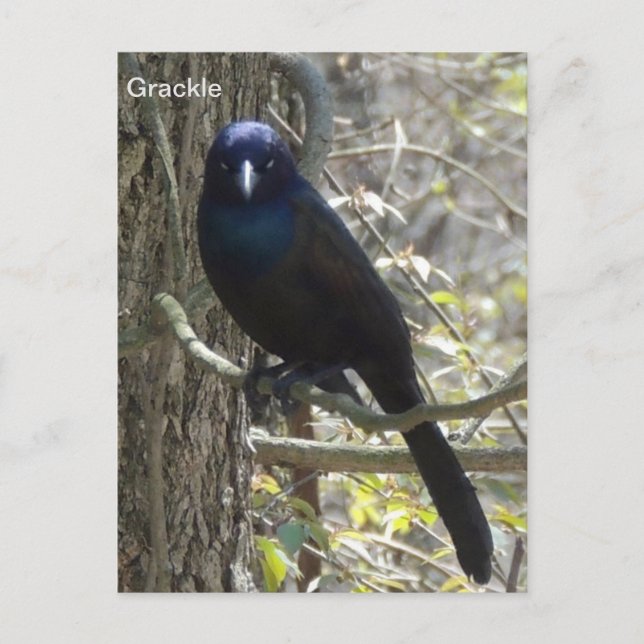 Common grackle postcard (Front)