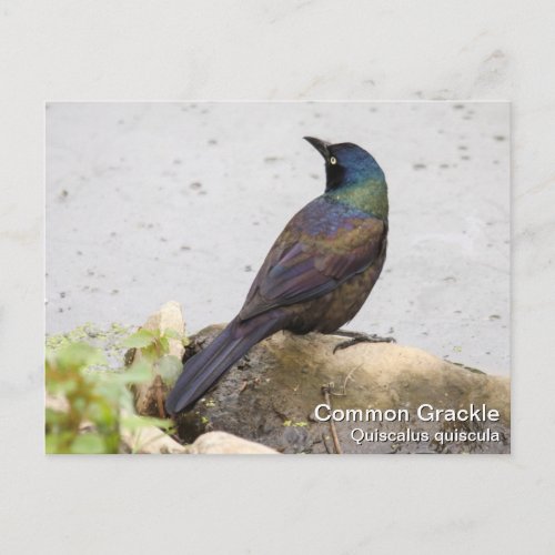 Common Grackle Postcard