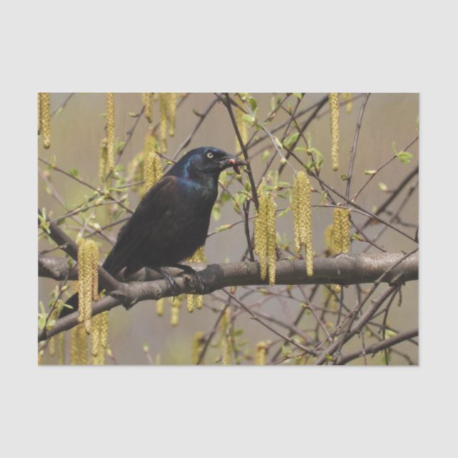 Common Grackle Spring Blossoms Catkins Tissue Paper (Front)