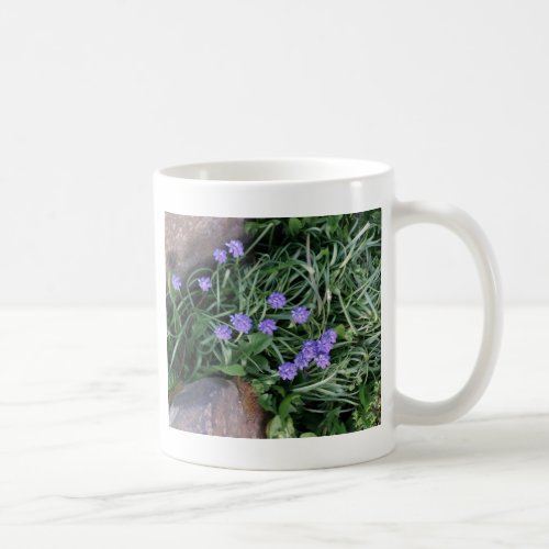 common grape hyacinth  blue purple flowerfloral coffee mug