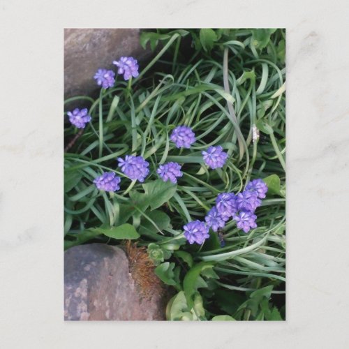 common grape hyacinth  blue purple flowerfloral postcard