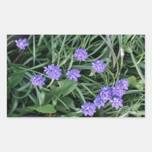 common grape hyacinth  blue purple flowerfloral rectangular sticker