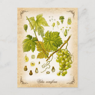 Common Grape Vine - vintage illustration Postcard