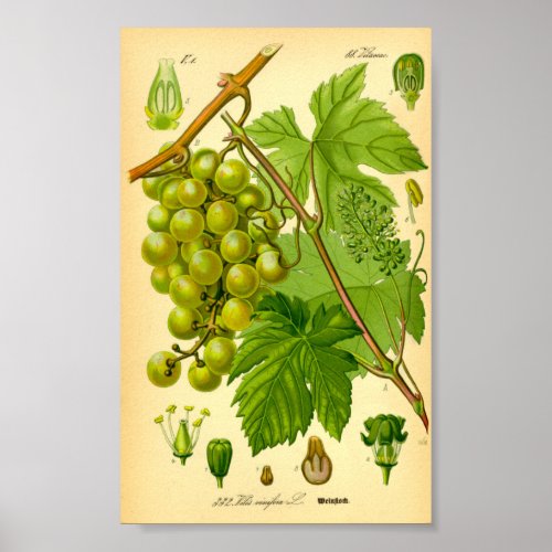 Common Grape Vine Vitis vinifera Poster