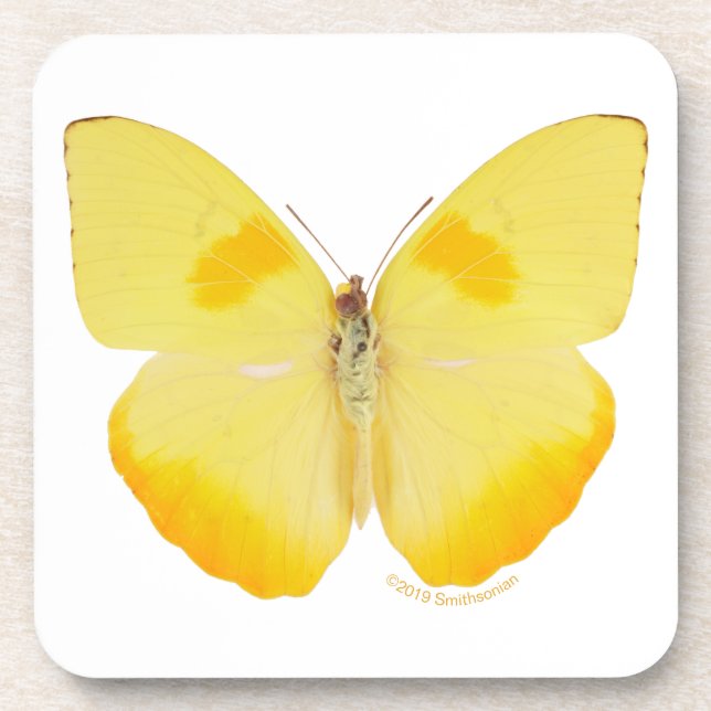 Common Grass Yellow Butterfly Beverage Coaster (Front)