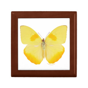 Common Grass Yellow Butterfly Gift Box