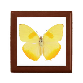 Common Grass Yellow Butterfly Gift Box