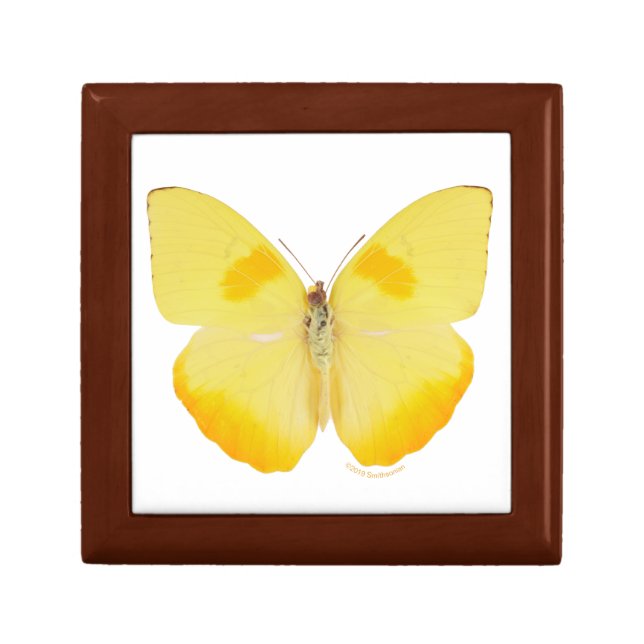 Common Grass Yellow Butterfly Gift Box (Front)