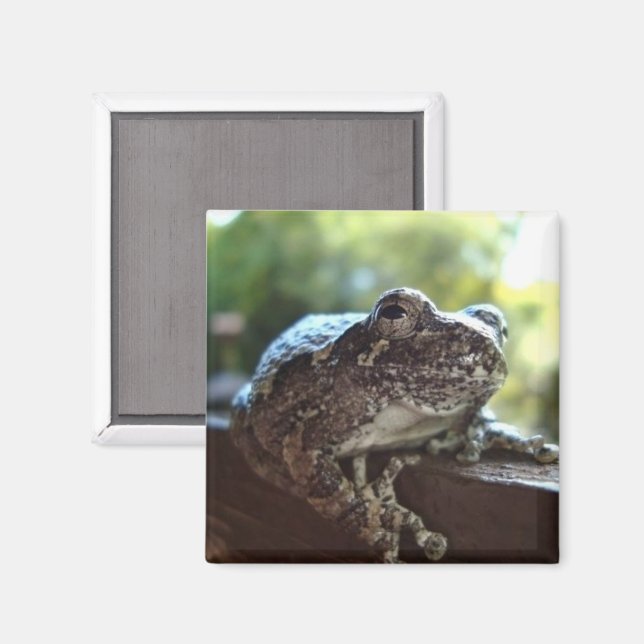 Common Gray Tree Frog Resting on a Wall Magnet (Front/Back)