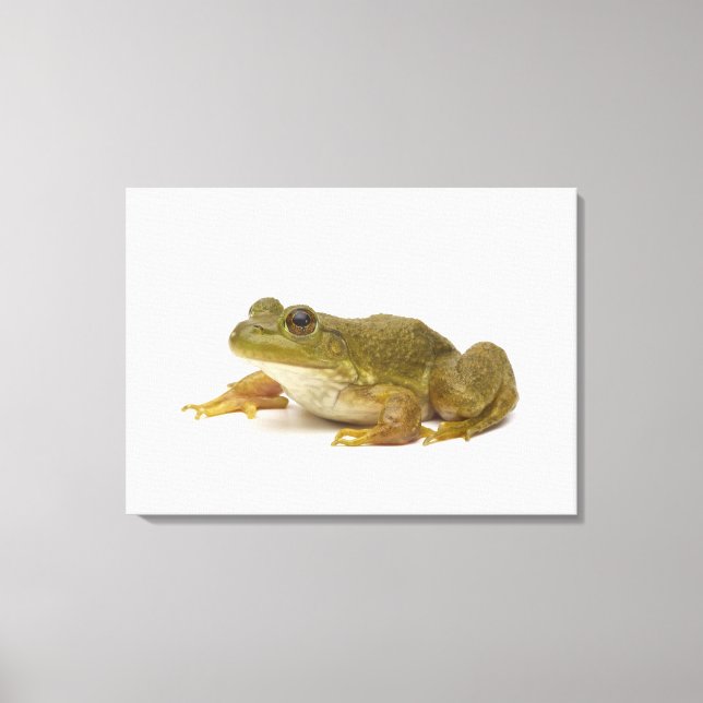 Common Green Frog Canvas Print (Front)