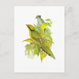 Common Green Magpie Postcard