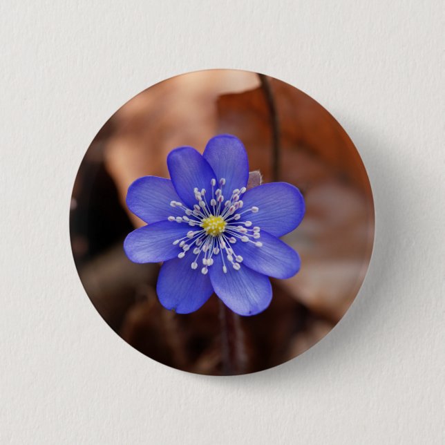 Common Hepatica (Hepatica nobilis) Button (Front)