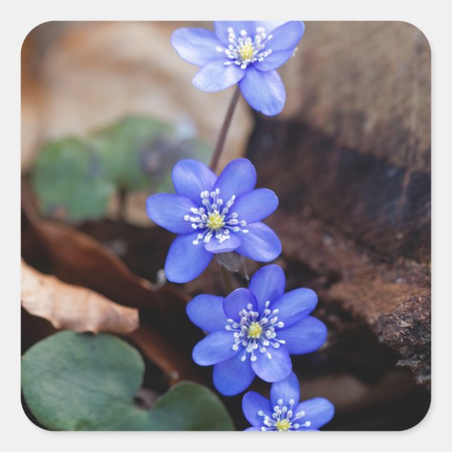 Common Hepatica (Hepatica nobilis) Square Sticker (Front)