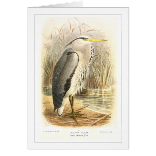Common Heron Cards (Front)