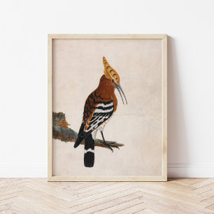 Common Hoopoe William Lewin Poster