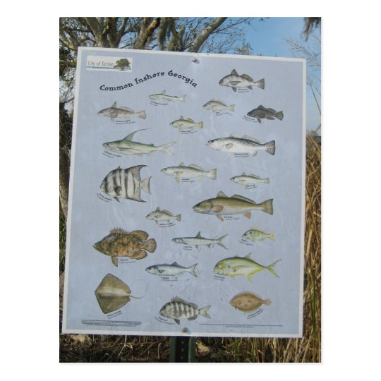 common inshore coastal fish of Postcard