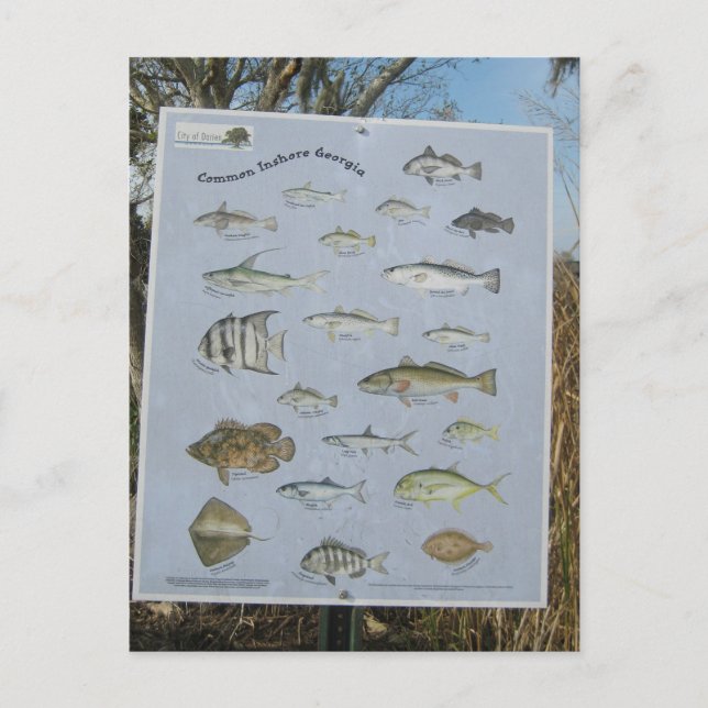 common inshore fish of Georgia's Postcard (Front)