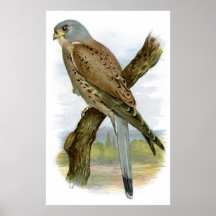 Common Kestrel - Falco tinnunculus Poster