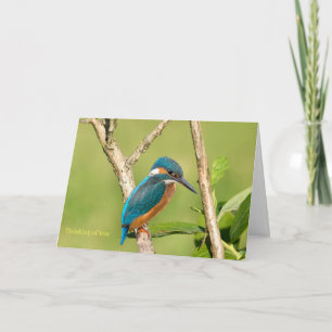 Common kingfisher for Get Well card