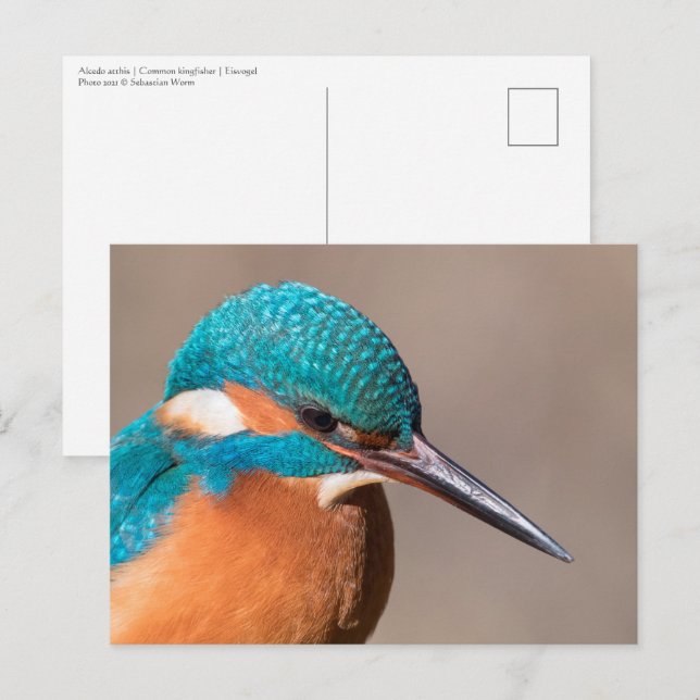 Common Kingfisher Nature Photo Postcard (Front/Back)