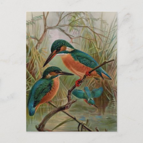 Common Kingfisher Vintage Bird Illustration Postcard