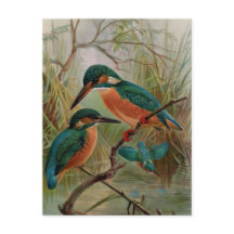 Common Kingfisher Vintage Bird Illustration