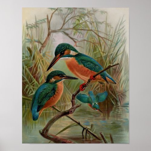 Common Kingfisher Vintage Bird Illustration Poster