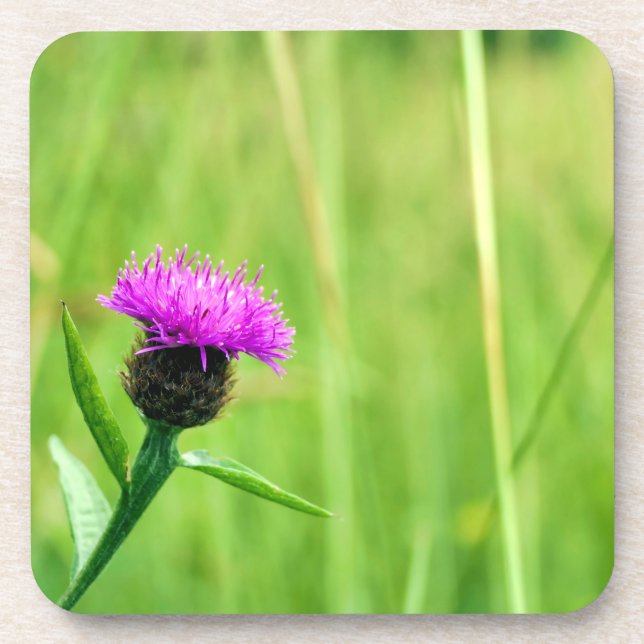 Common Knapweed  Beverage Coaster (Front)