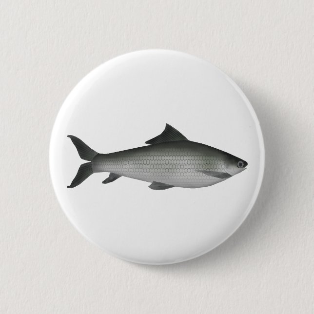 Common Labeo Button (Front)