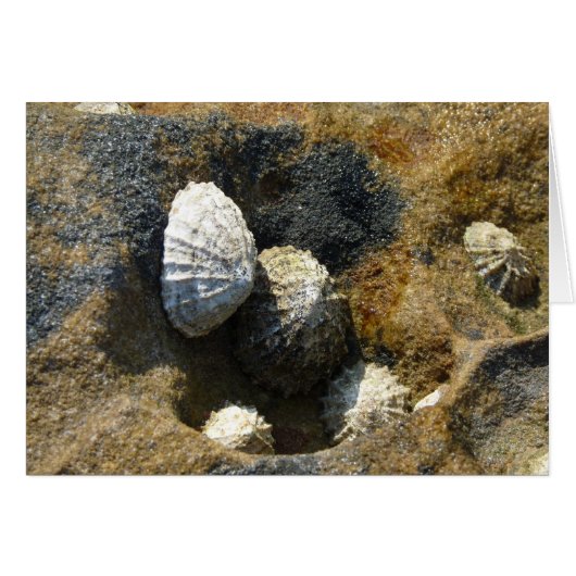 "Common Limpets" (3) Cards (Front Horizontal)