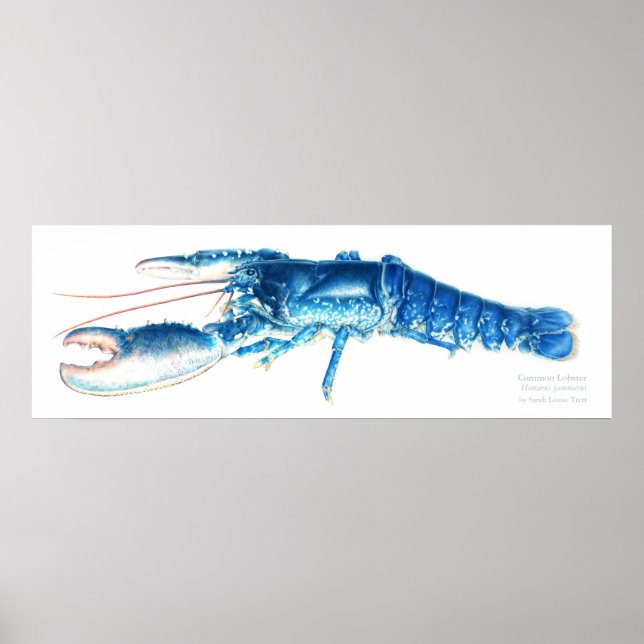 Common lobster blue watercolour art print large (Front)