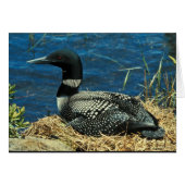 Common Loon (Front Horizontal)