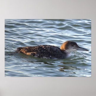 Common Loon Bird Poster