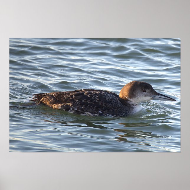 Common Loon Bird Poster (Front)