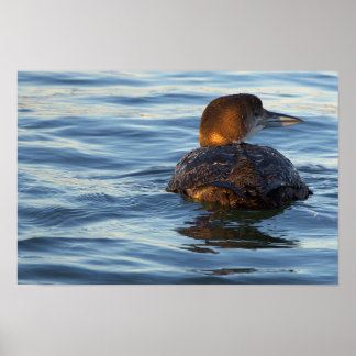 Common Loon Bird Poster