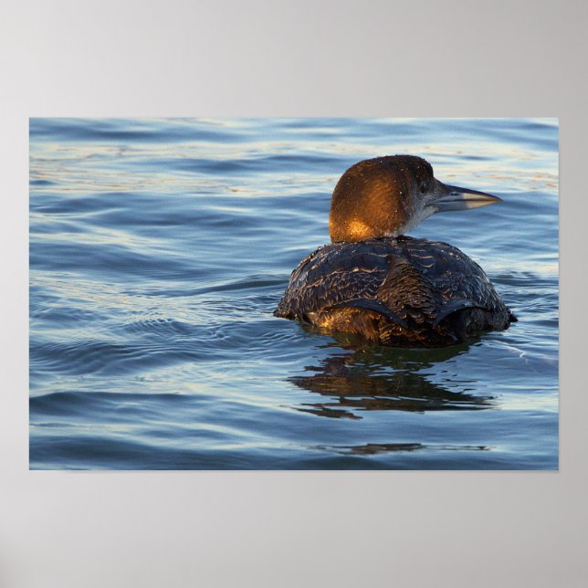 Common Loon Bird Poster (Front)