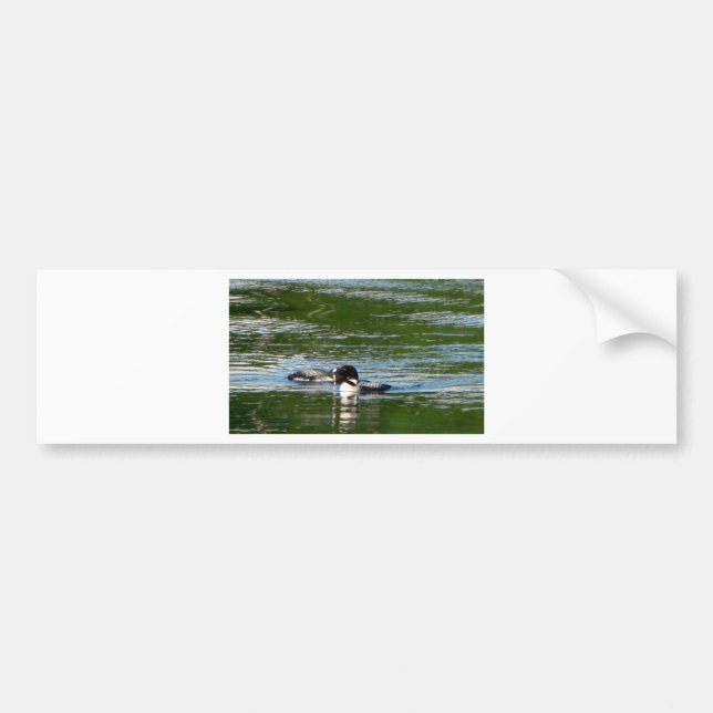 Common Loon Bumper Sticker (Front)