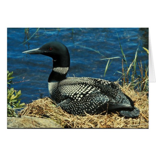 Common Loon Cards (Front Horizontal)
