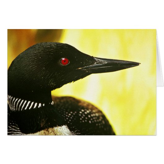 Common Loon Cards (Front Horizontal)