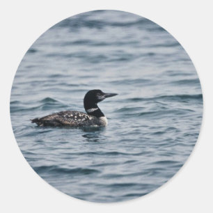 Common Loon Classic Round Sticker