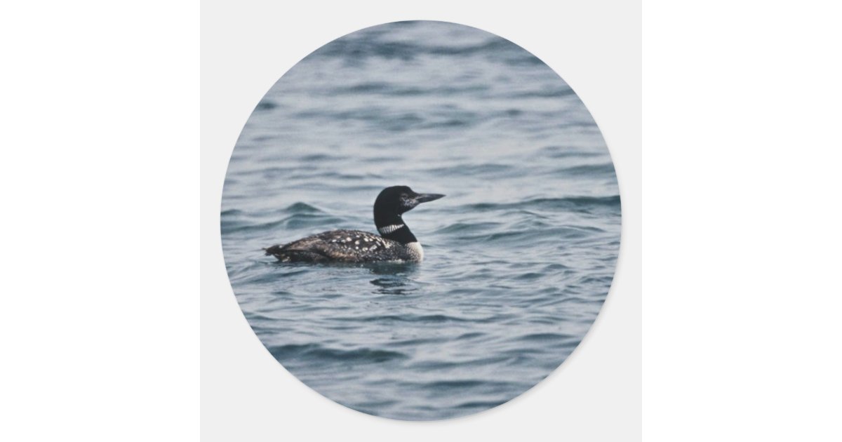 Common Loon Classic Round Sticker | Zazzle
