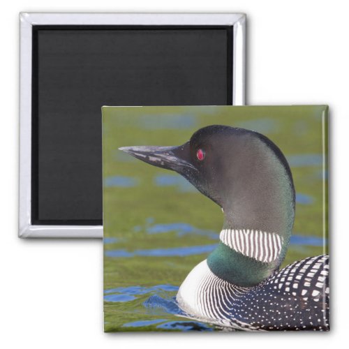 Common loon in water Canada Magnet