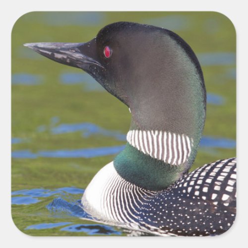 Common loon in water Canada Square Sticker