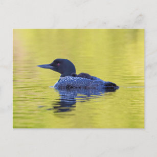 Common Loon On Green Water Postcard