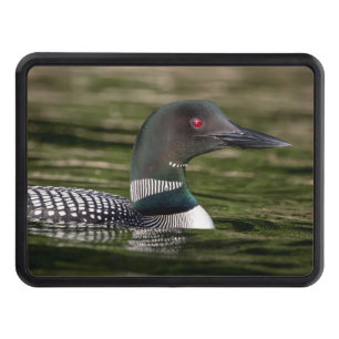 Common Loon on Jabe Pond Hitch Cover